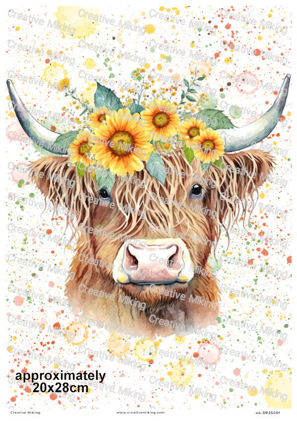 Highland Cows Collection