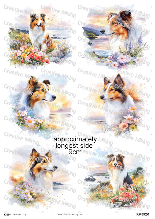 Rough Collie