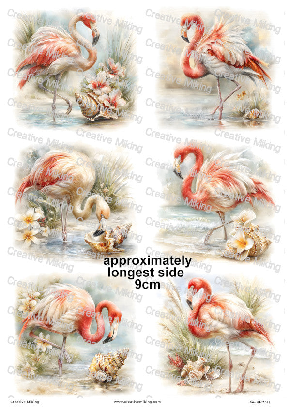 Exotic & Decorative Birds Collection