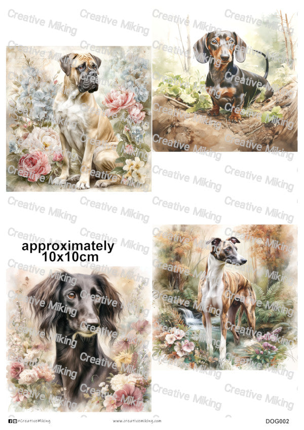 DOG002