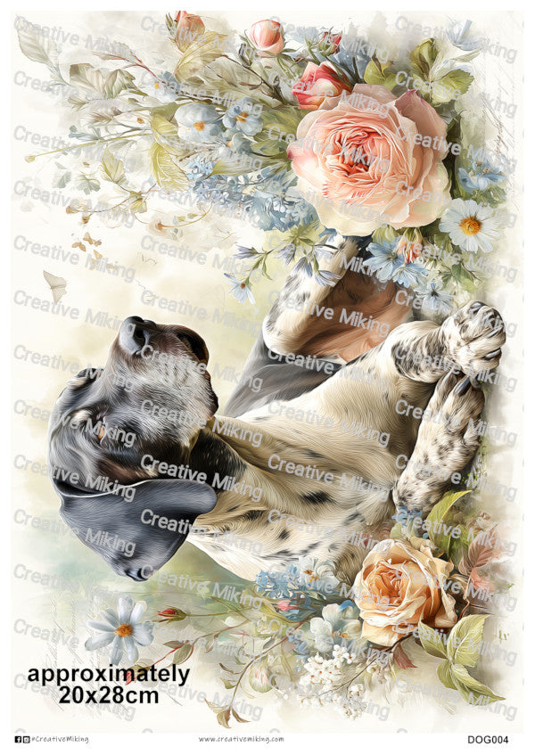 DOG004 - German Shorthaired Pointer