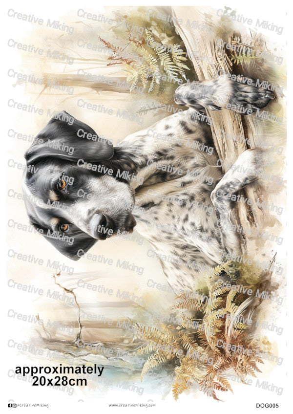 DOG005 - German Shorthaired Pointer