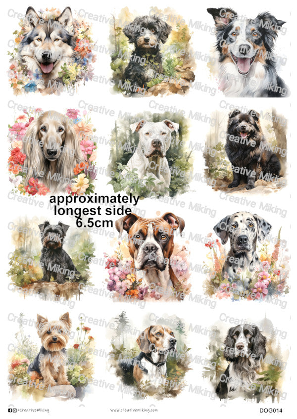 DOG014 - Mixed Breed Dogs