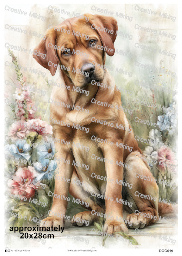 DOG019 - Fox Red Labrador