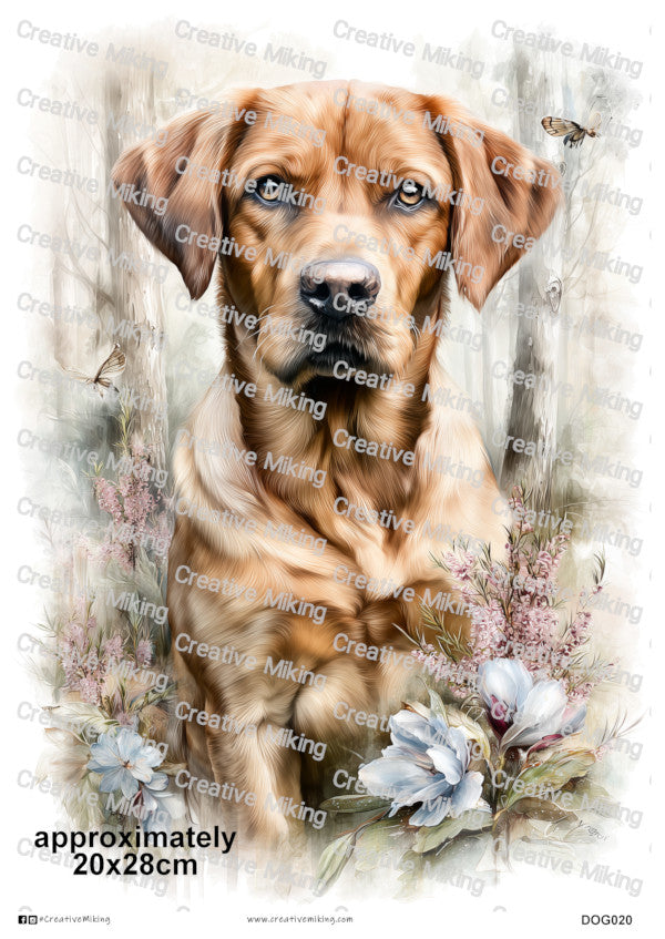 DOG020 - Fox Red Labrador