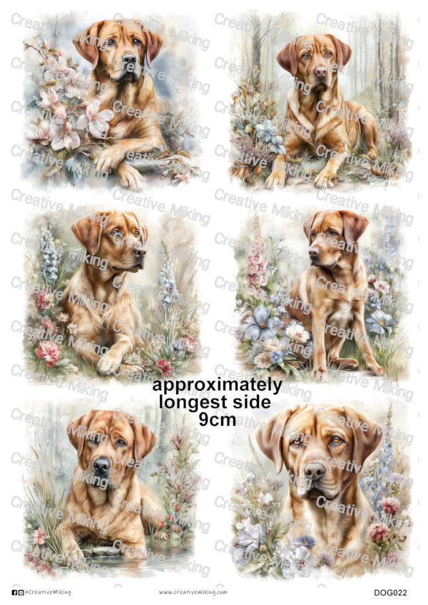 DOG022 - Fox Red Labrador