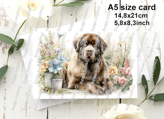 DOG036 - Newfoundland