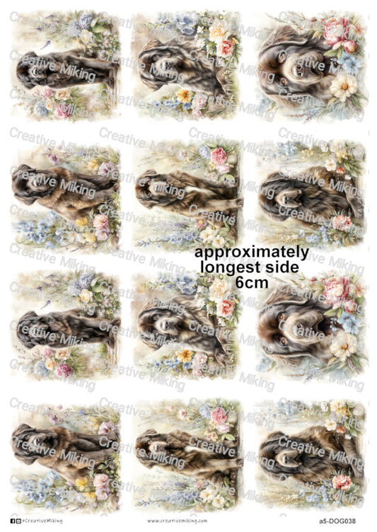 DOG038 - Newfoundland