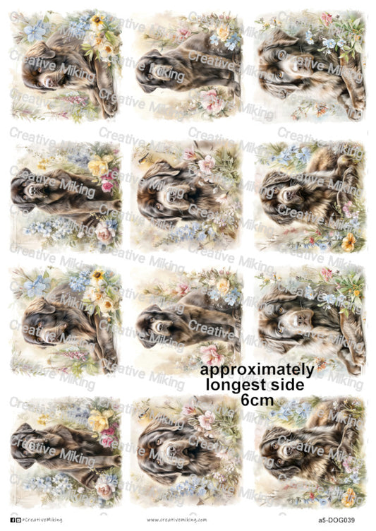 DOG039 - Newfoundland