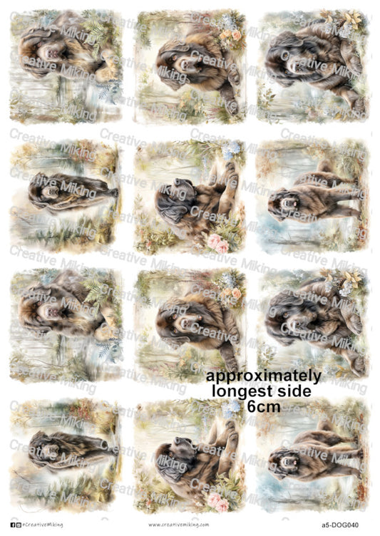 DOG040 - Newfoundland