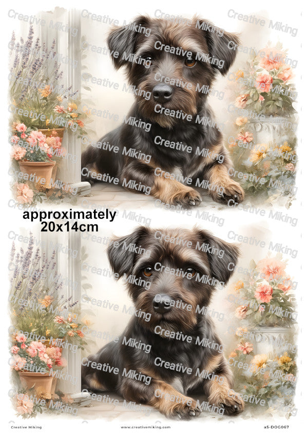 Jackapoo Dog Decoupage Rice Paper | DOG067