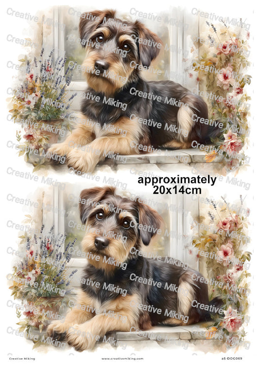 Jackapoo Dog Decoupage Rice Paper | DOG069
