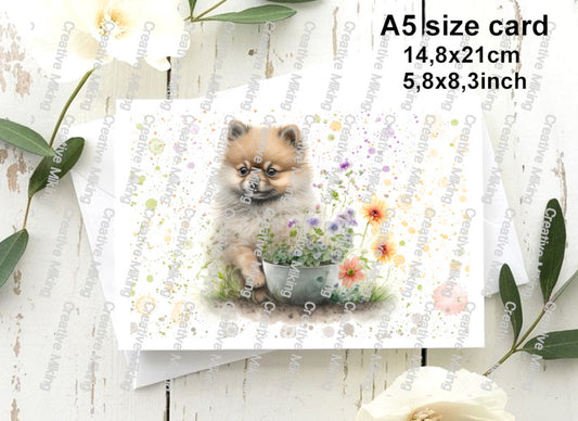 RP2460c - Pomeranian