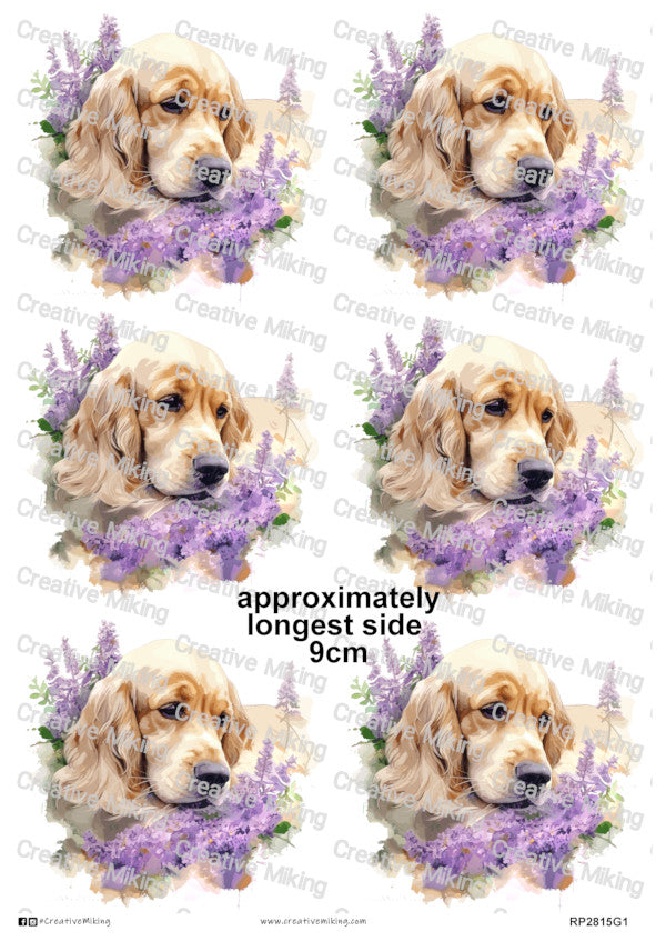 RP2815g1 - Cocker Spaniel