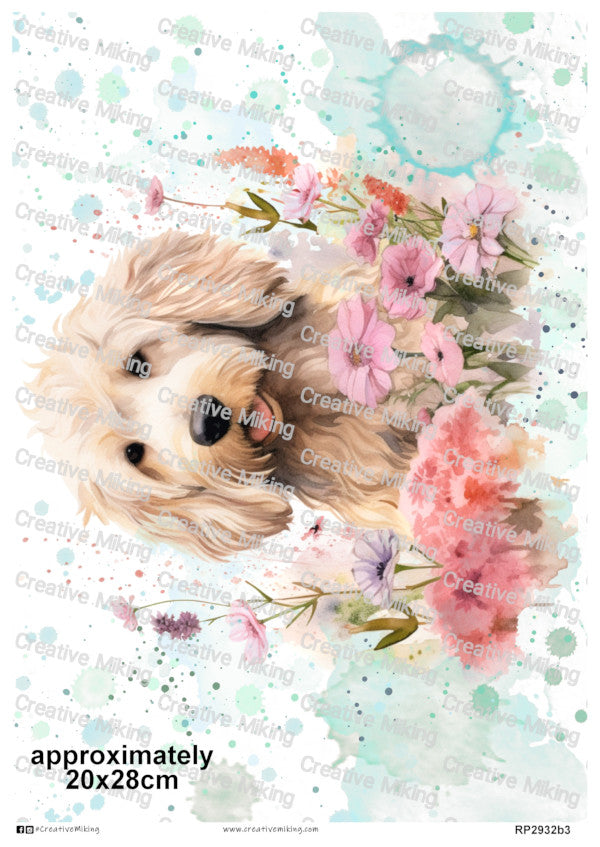 RP2932b3 - Labradoodle