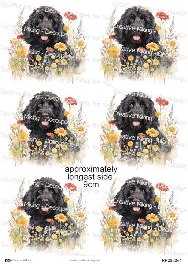 RP2932e1 - Labradoodle