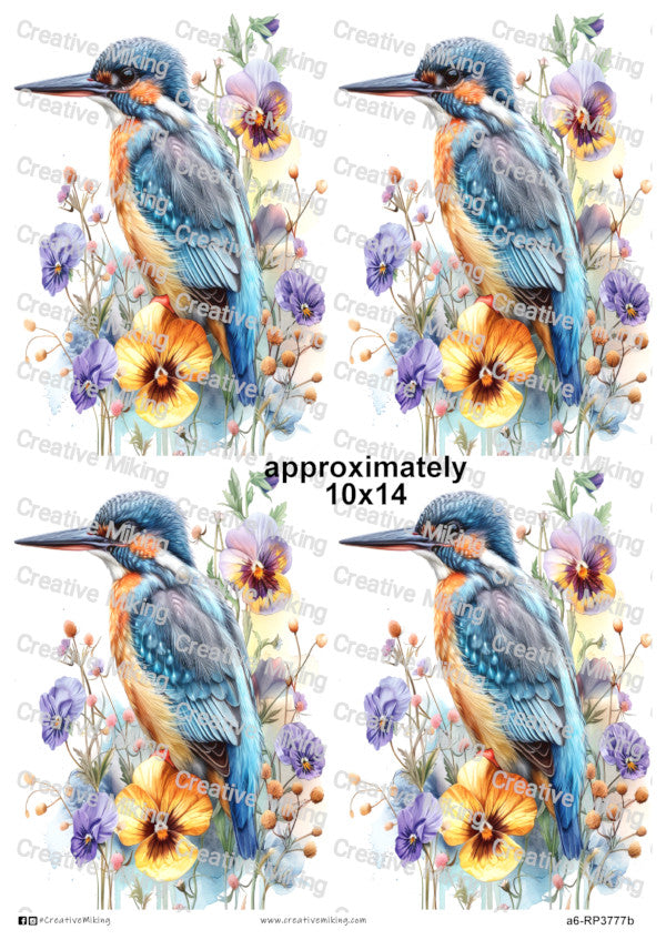 RP3777b - Kingfisher