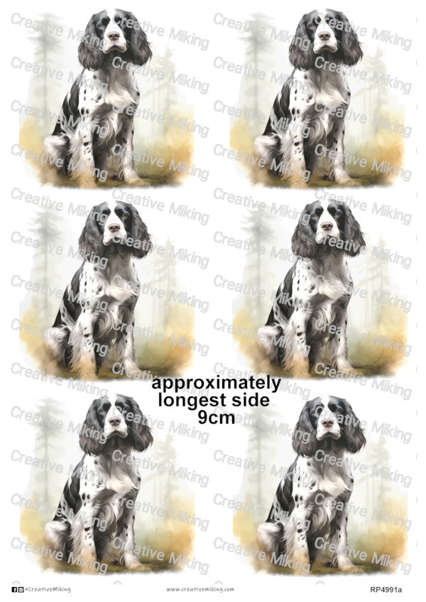 RP4991a - Springer Spaniel