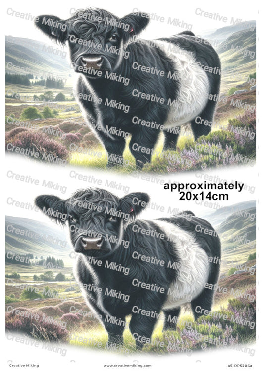 Belted Galloway Cow In Countryside Landscape Decoupage Paper | RP5206a