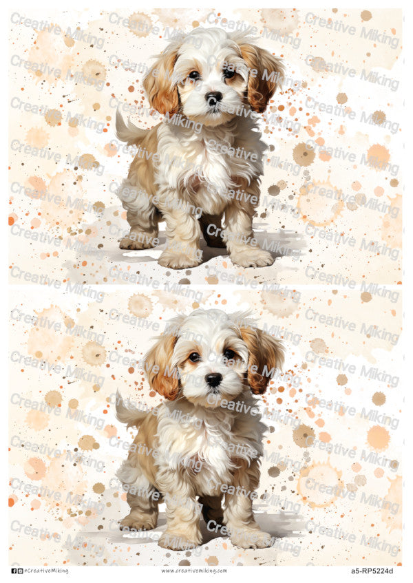 Cavachon Dog Watercolor Splashes Decoupage Rice Paper | RP5224d