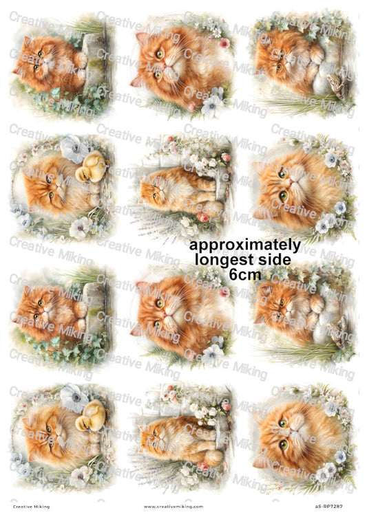Persian Cat Decoupage Rice Paper | RP7287