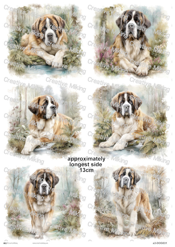 DOG031 - Saint Bernard