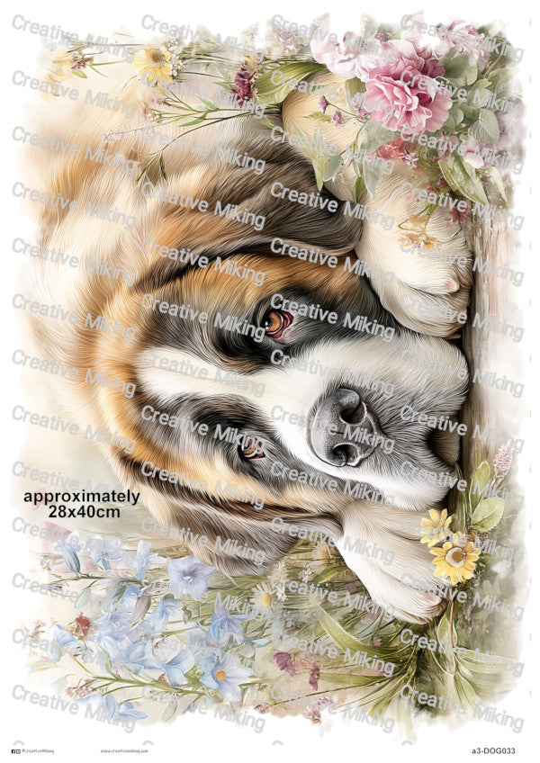 DOG033 - Saint Bernard