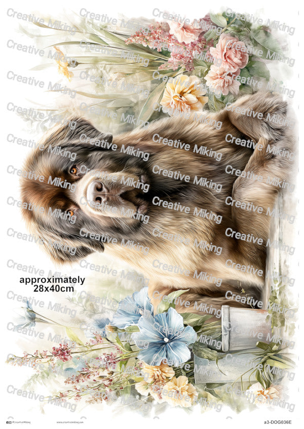 DOG036 - Newfoundland