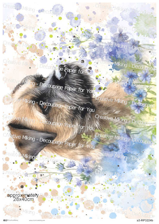 Border Terrier Dog With Blue Wildflowers Watercolor Splashes Decoupage Rice Paper | RP3224b