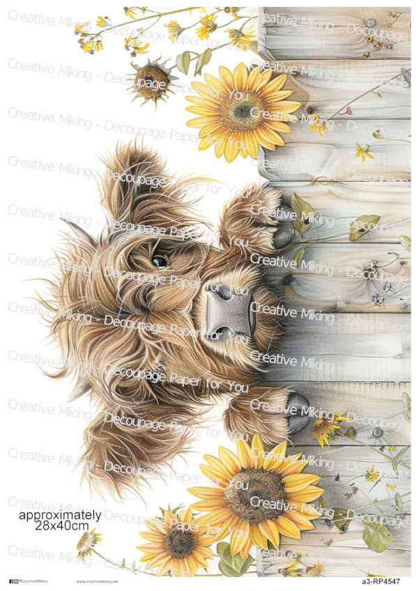 Highland Cow Peeking Over Fence With Sunflowers Decoupage Rice Paper | RP4547