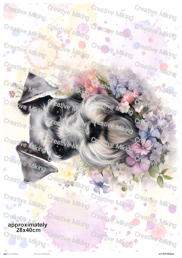 RP4569a - Schnauzer