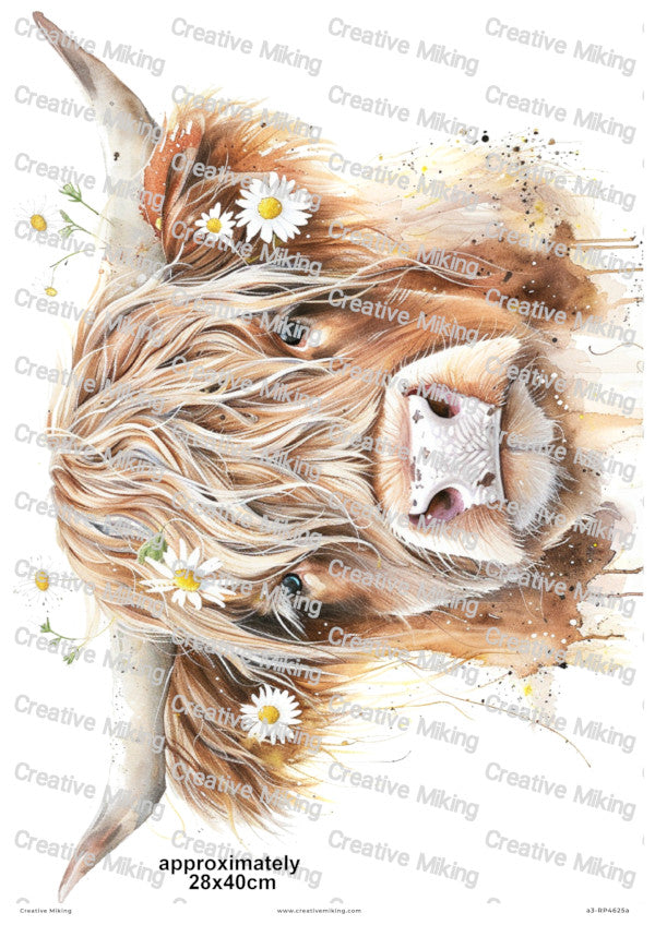 Highland Cow with Daisies A3 Decoupage Paper | a3-RP4625a