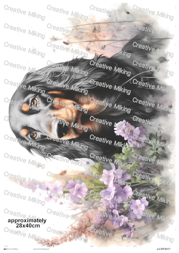 RP4917 - Gordon Setter