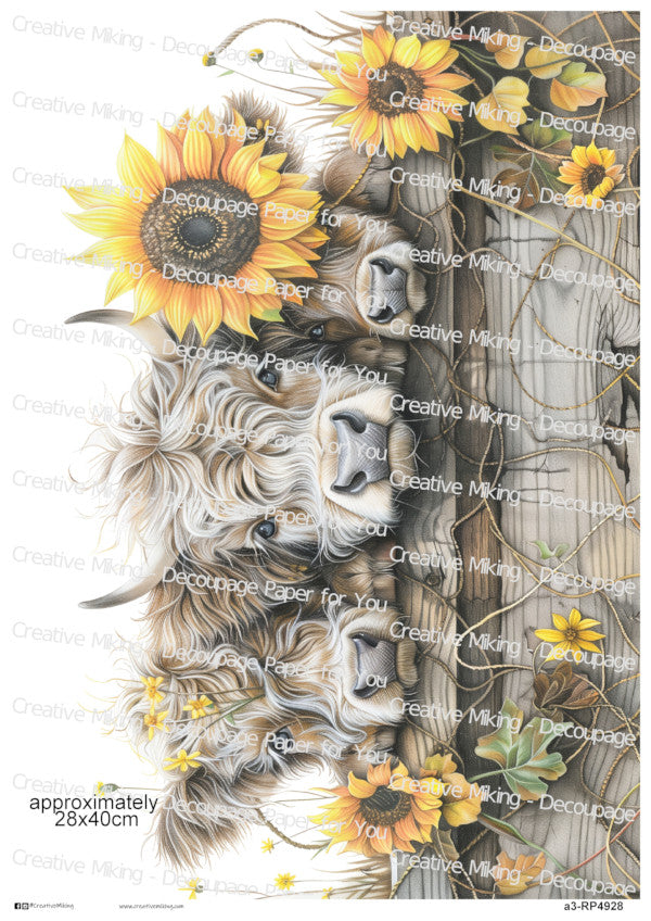 Highland Cows Peeking Over A Wooden Fence With Sunflowers Decoupage Rice Paper | RP4928