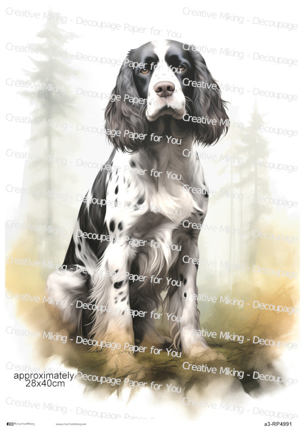 RP4991 - Springer Spaniel