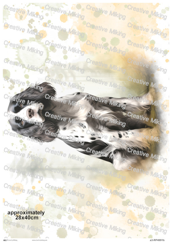 RP4991b - Springer Spaniel