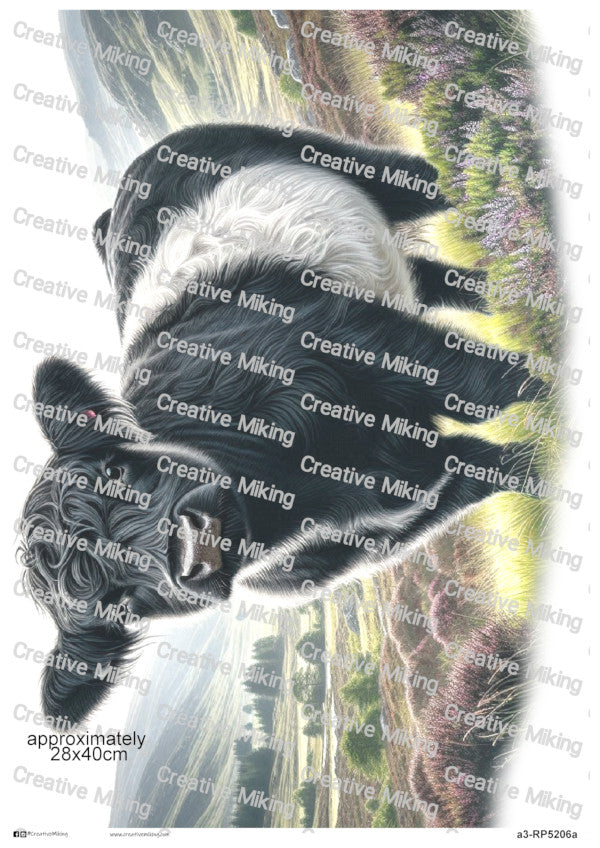 Belted Galloway Cow In Countryside Landscape Decoupage Paper | RP5206a