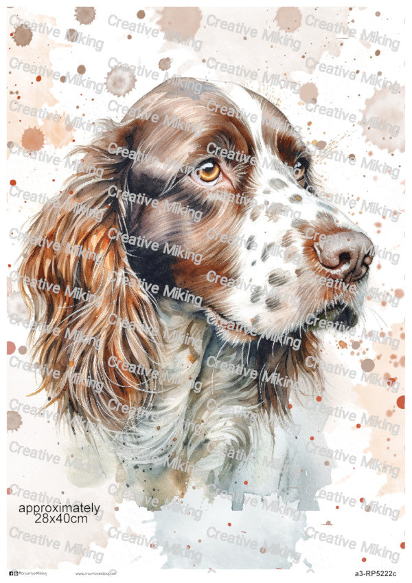 Springer Spaniel Dog Portrait Watercolor Splashes Decoupage Paper | RP5222c