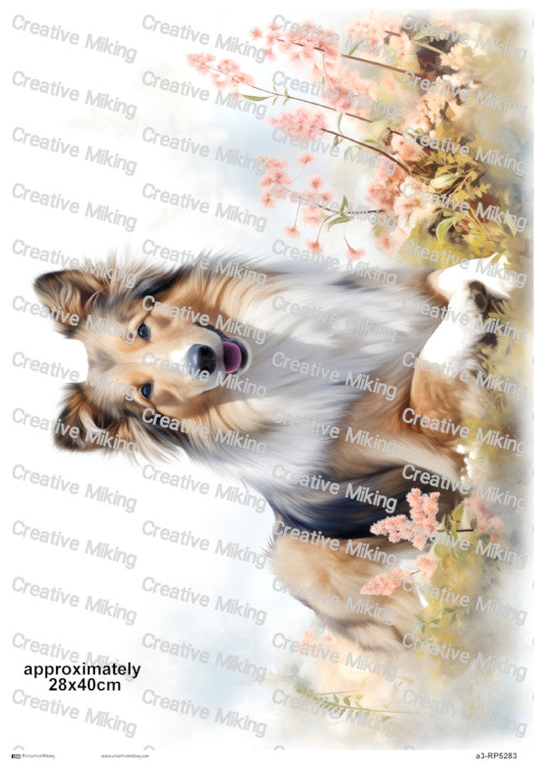 RP5283 - Shetland Sheepdog