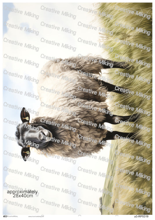 Lanark Sheep In Countryside Landscape Decoupage Paper | RP5319