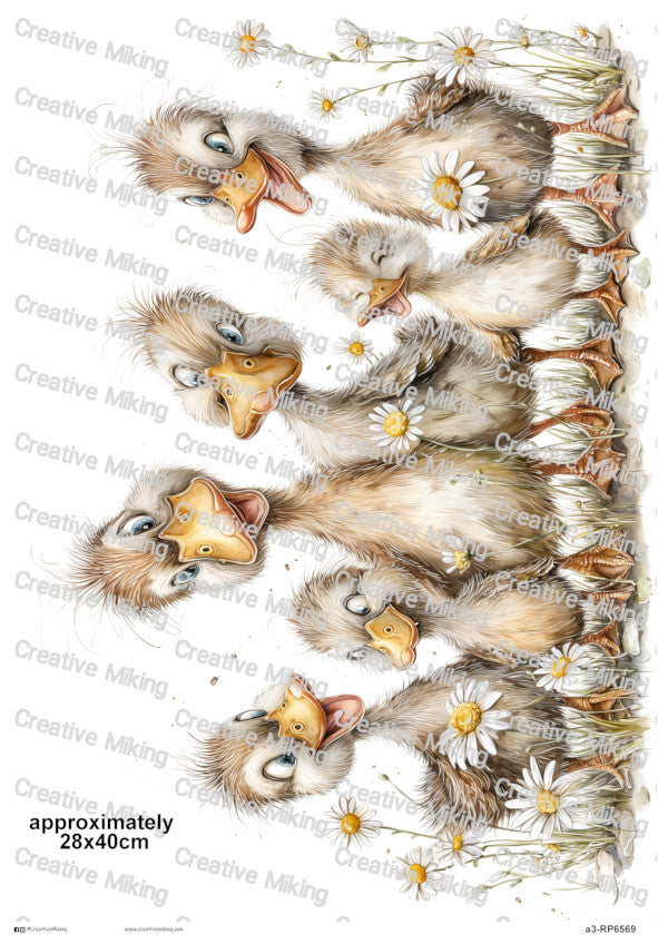 RP6569 - Duck Family