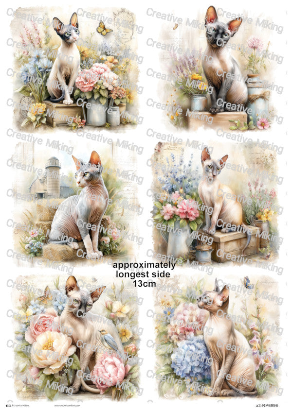 RP6996 - Sphynx Cat