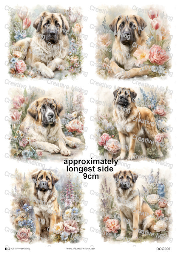 Caucasian Shepherd