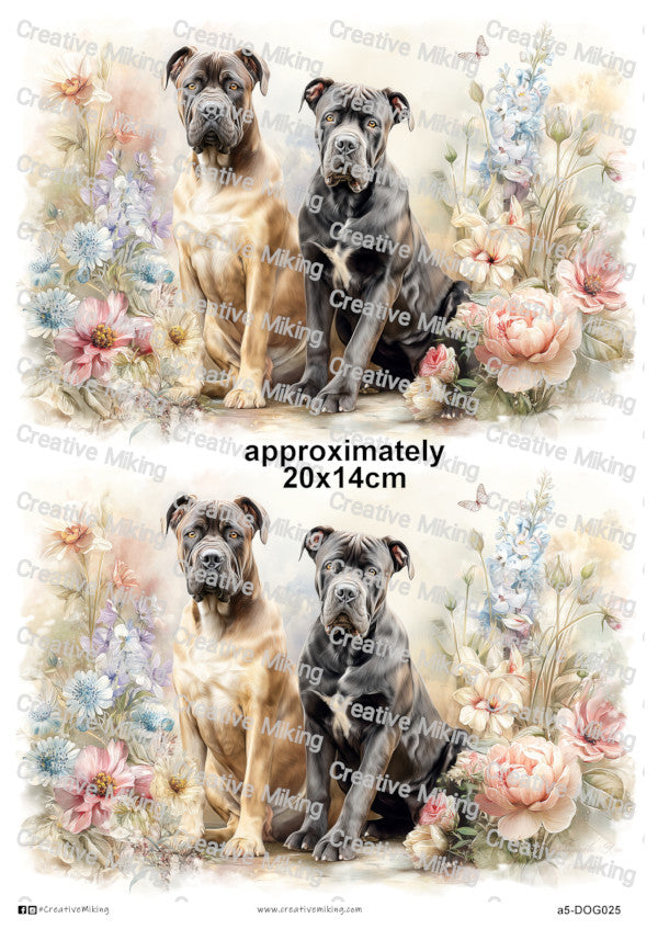 Cane Corso