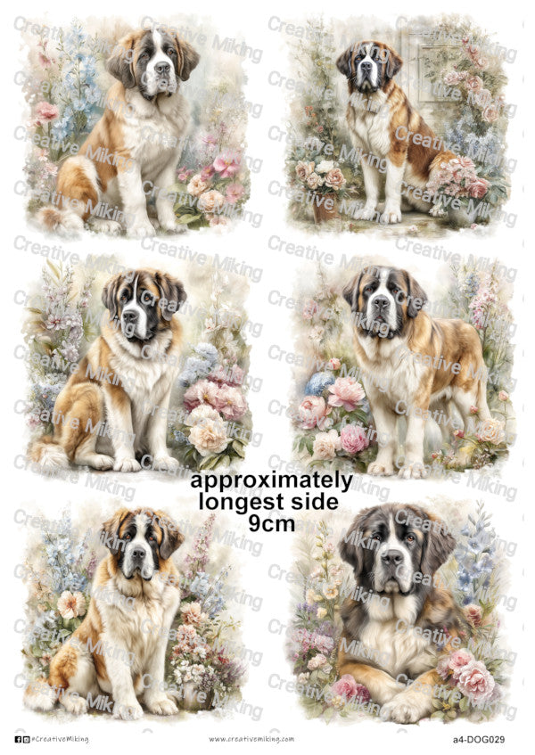 Saint Bernard