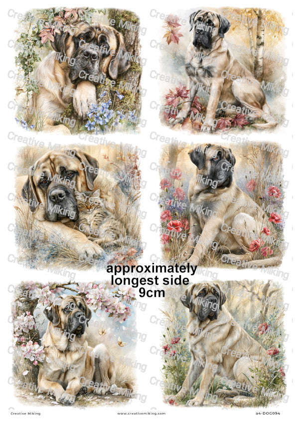 English Mastiff Dog