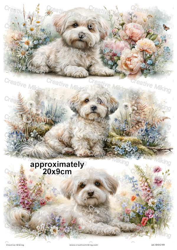 Maltipoo Dog