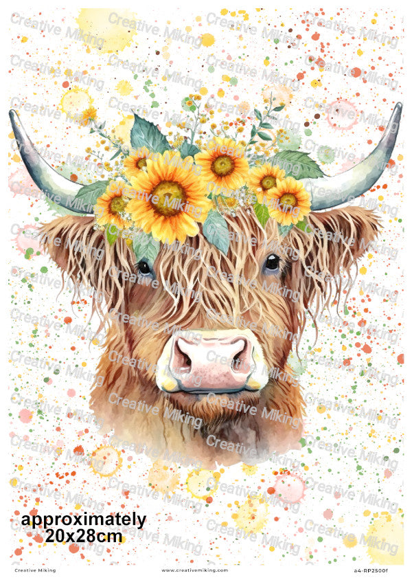 Highland Cows Collection
