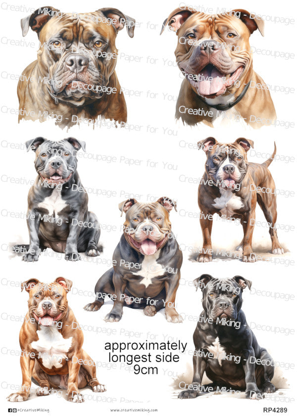 American XL Bully