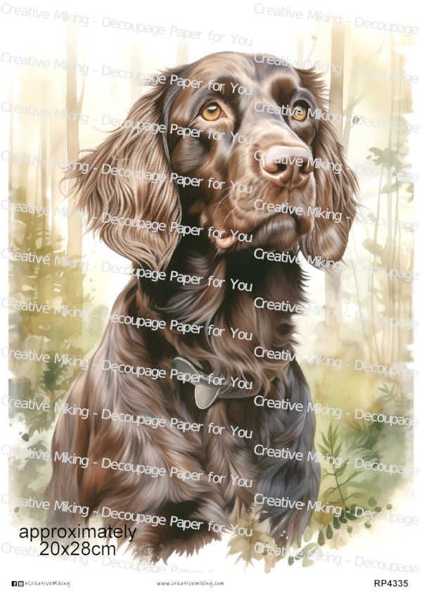 Sprocker Spaniel